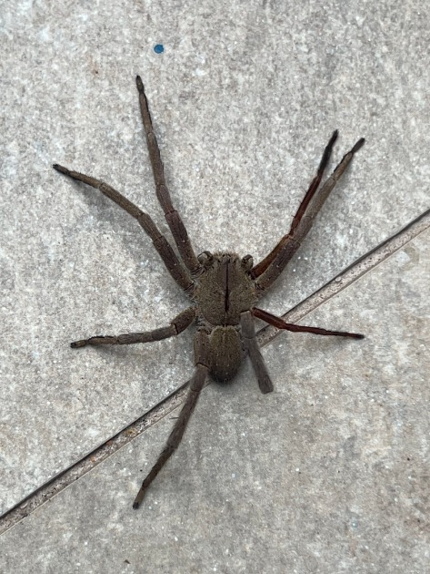 infestacao-de-aranhas-assusta-moradores-em-macae