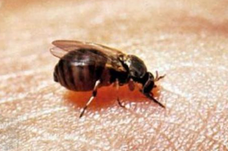 campos-registra-segundo-caso-de-oropouche;-saude-alerta-para-prevencao