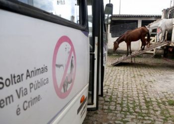 ccz-realiza-apreensao-de-animais-soltos-em-vias-publicas