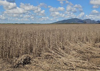 campos-e-a-maior-produtora-de-soja-do-interior-do-estado-–-jornal-a-voz-de-campos