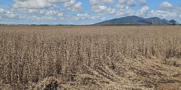 campos-e-a-maior-produtora-de-soja-do-interior-do-estado-–-jornal-a-voz-de-campos