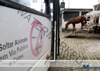 ccz-realiza-apreensao-de-animais-soltos-em-vias-publicas