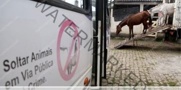 ccz-realiza-apreensao-de-animais-soltos-em-vias-publicas