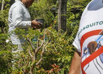 dengue:-sp,-mg-e-pr-concentram-73%-dos-casos-e-86%-dos-obitos