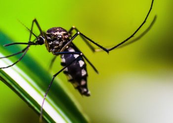ministerio-da-saude-quer-incorporar-vacina-contra-chikungunya-ao-sus