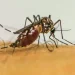 brasil-ultrapassa-1-milhao-de-casos-provaveis-de-dengue-em-2025