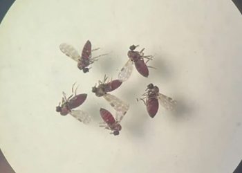 pesquisa-mostra-influencia-de-eventos-climaticos-em-surto-de-oropouche