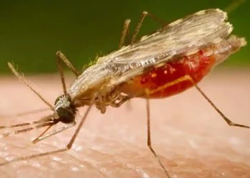 falta-de-diagnostico-e-obstaculo-para-eliminacao-da-malaria-no-brasil