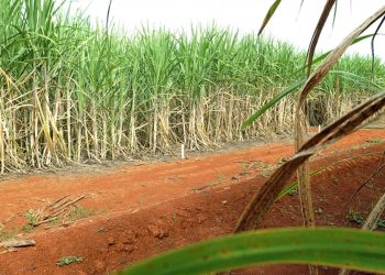 conab-estima-producao-de-663,4-milhoes-de-toneladas-de-cana