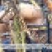 homem-de-60-anos-morre-queimado-em-canavial-da-usina-nova-canabrava,-em-campos