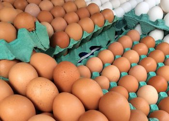ovos-de-granja-com-caso-de-gripe-aviaria-estao-rastreados,-diz-mapa