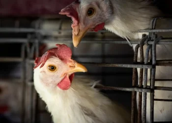 fao:-caso-de-gripe-aviaria-no-brasil-marca-nova-etapa-do-virus