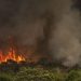 camara-aprova-aumento-de-punicao-a-quem-provocar-incendios-florestais