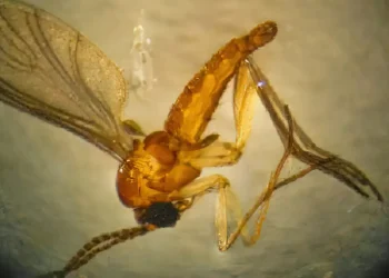 estado-do-rio-registra-quarta-morte-por-febre-do-oropouche