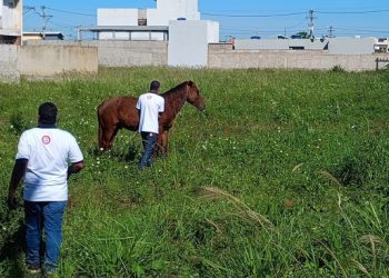 seis-animais-soltos-em-vias-publicas-recolhidos-pelo-ccz-nesta-quinta-feira