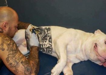 governo-sanciona-lei-que-proibe-tatuagens e-piercings em-caes e-gatos