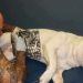 governo-sanciona-lei-que-proibe-tatuagens e-piercings em-caes e-gatos