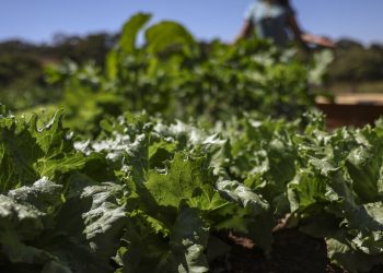 parceria-destina-r$-299-milhoes-para-agricultura-familiar-na-bahia