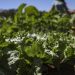 parceria-destina-r$-299-milhoes-para-agricultura-familiar-na-bahia