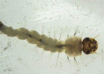 brasil-inaugura-maior-biofabrica-do-mundo-de-mosquitos-“do-bem”