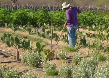 rendimento-de-trabalhador-rural-sobe-5,5%-no-1o-trimestre