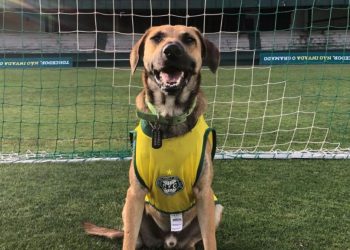 Emocionante! Coritiba surpreende e entra em campo com cachorros caramelos