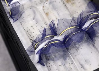 Brasília ganha biofábrica de mosquitos com tecnologia contra a dengue