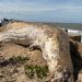 Baleia-jubarte é encontrada morta na praia de Gargaú, em SFI