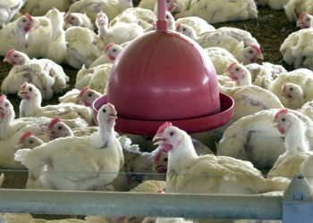 China suspende proibição de compra de carne de frango do Brasil