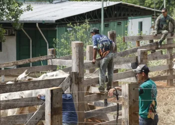 Vaqueiro é morto ao ajudar a retirar gado invasor de área indígena