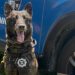 “Baru”, cão da Guarda Municipal de Campos, se aposenta após 8 anos de atuação
