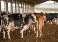UE suspende carnes do Brasil; entenda impacto e próximos passos
