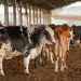 UE suspende carnes do Brasil; entenda impacto e próximos passos
