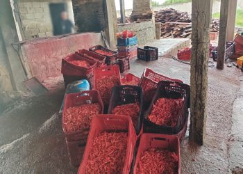 Ação de fiscalização apreende 440 kg de camarão impróprio para consumo em Campos
