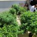 Feira em Fortaleza defende políticas sobre drogas com justiça social