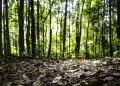 Produção florestal no país alcança recorde de R$ 47,9 bilhões em 2025