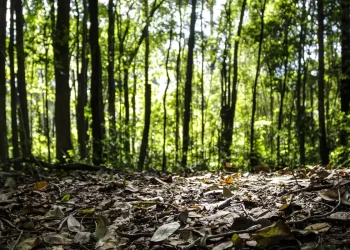 Produção florestal no país alcança recorde de R$ 47,9 bilhões em 2025