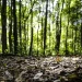 Produção florestal no país alcança recorde de R$ 47,9 bilhões em 2025