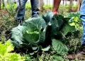 Segurança alimentar exige esforço coletivo e articulação