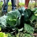 Segurança alimentar exige esforço coletivo e articulação