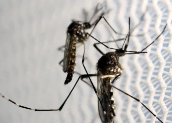 Aedes aegypti: quase metade dos municípios está em alerta ou risco