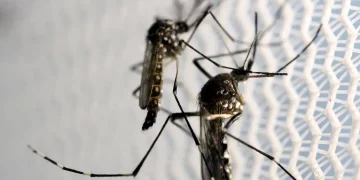 Aedes aegypti: quase metade dos municípios está em alerta ou risco