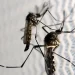 Aedes aegypti: quase metade dos municípios está em alerta ou risco