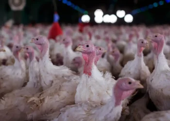 Agricultura confirma foco de doença de Newcastle em Santa Catarina