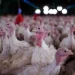 Agricultura confirma foco de doença de Newcastle em Santa Catarina